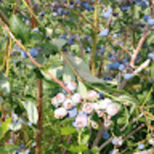 Meet your Posher, Liane